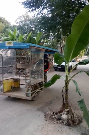 Foto: Pedro Cauich
