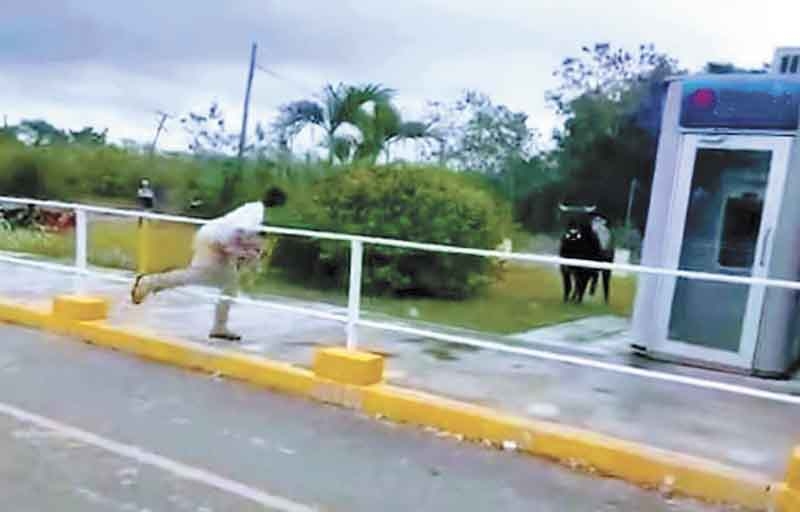 Se escapa toro y causa temor en Tixkokob Se escapa toro y causa temor en Tixkokob