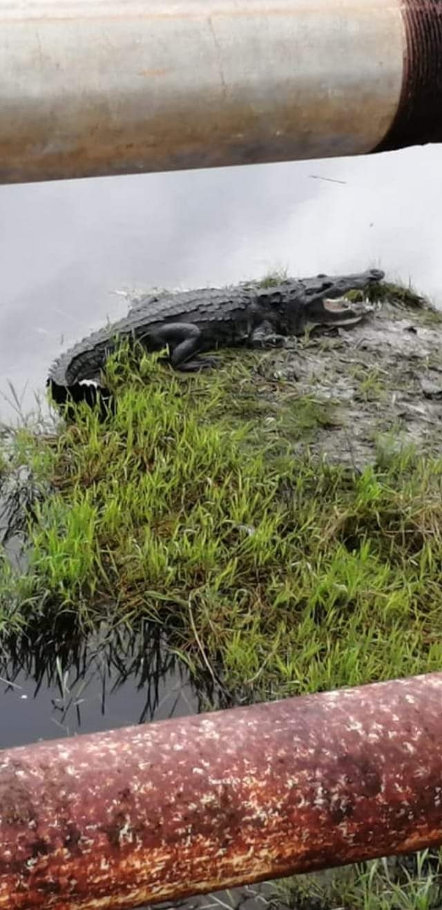 El reptil apareció en Maya Balam El reptil apareció en Maya Balam