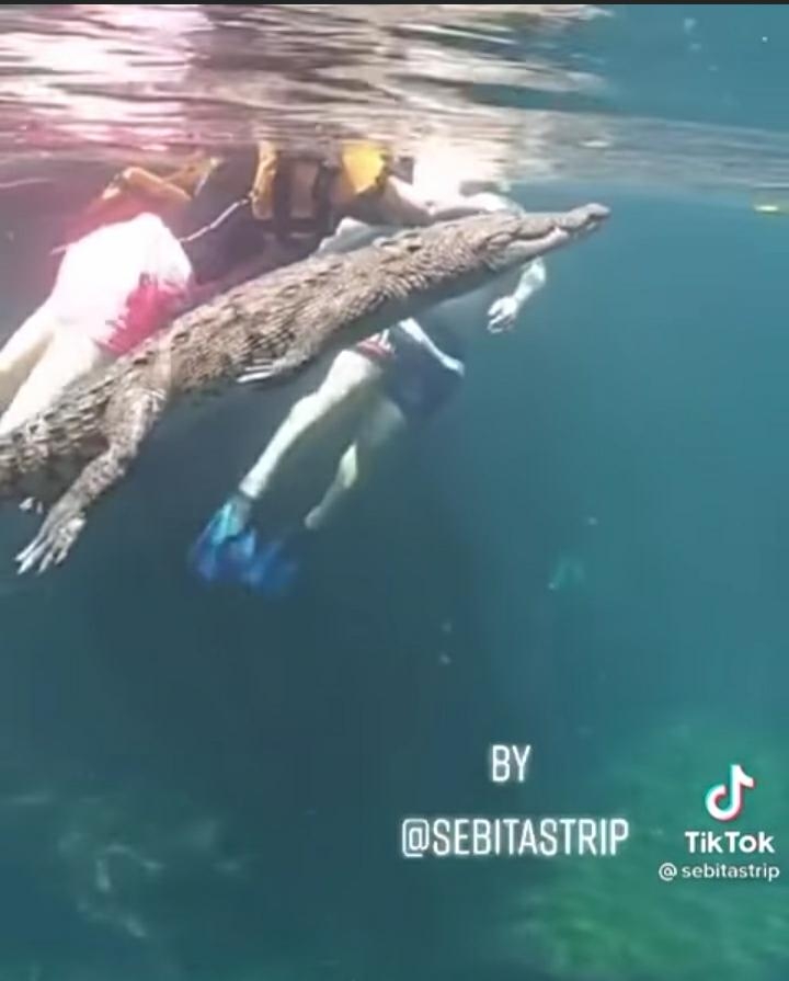 El video ha sido calificado como escalofriante por ver al reptil andar cerca de turistas