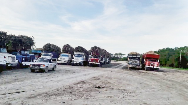 Inundaciones de cañaverales detiene zafra en Campeche Inundaciones de cañaverales detiene zafra en Campeche