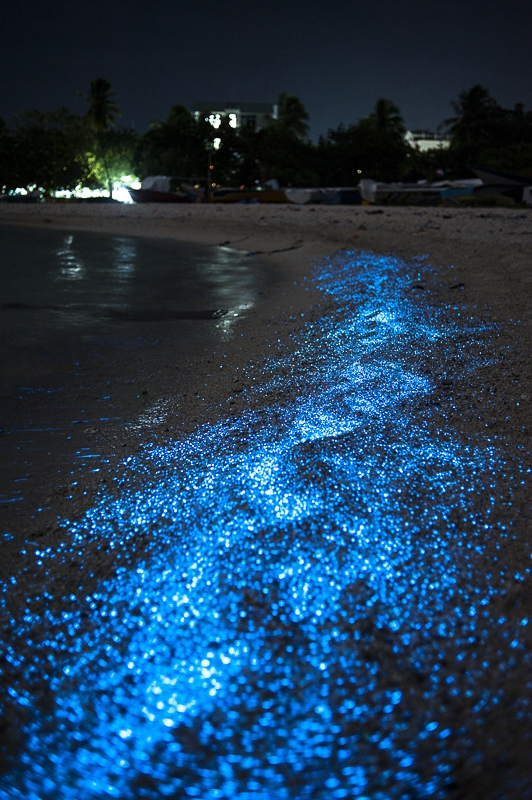En Yucatán también se observa la bioluminiscencia En Yucatán también se observa la bioluminiscencia
