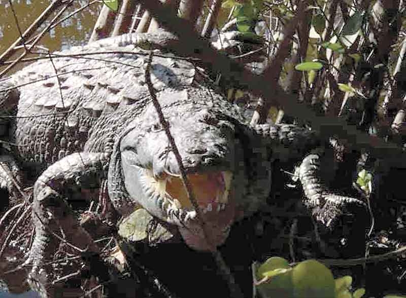 Cocodrilos, la amenaza de turistas en Quintana Roo