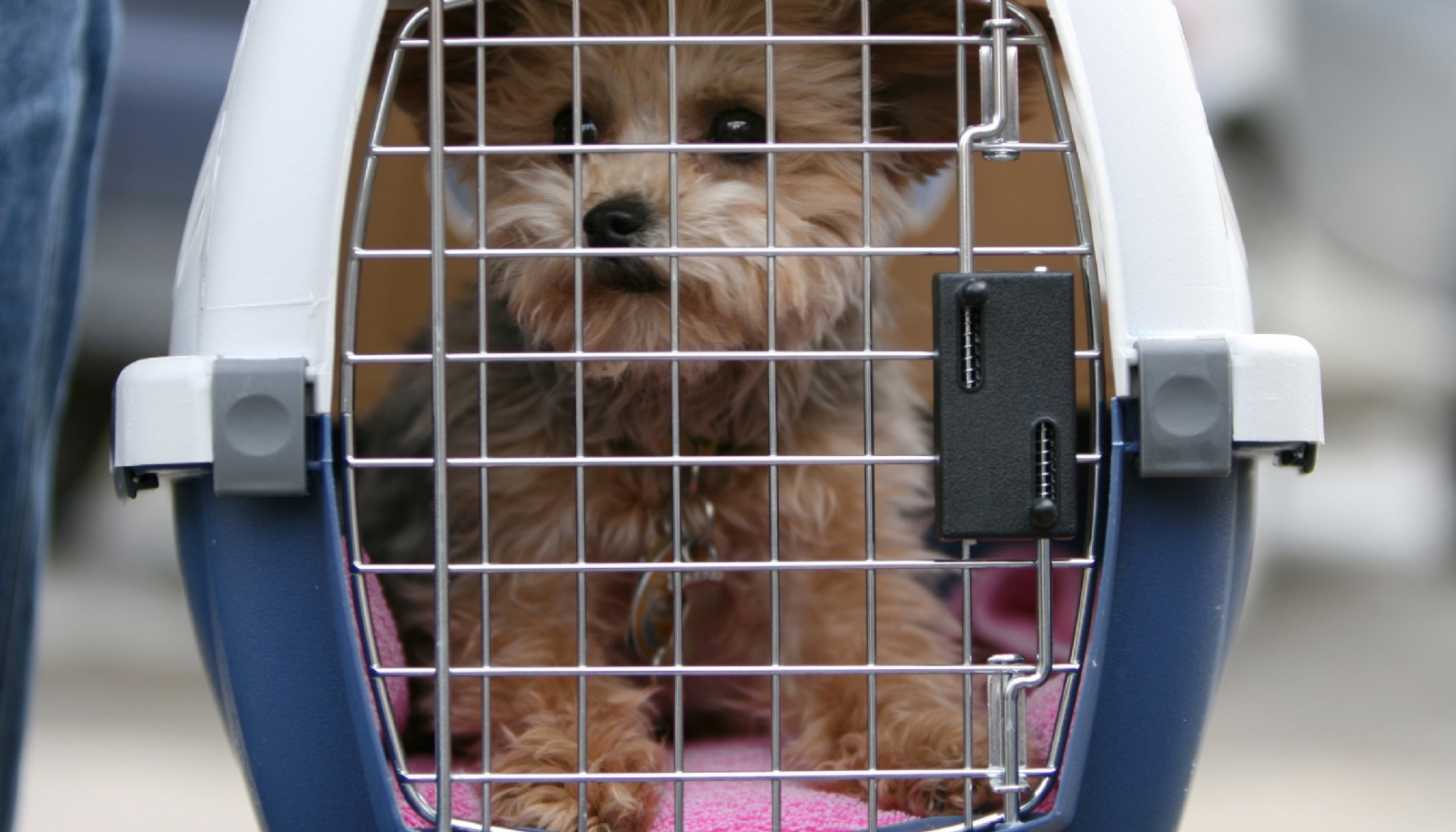 Perros de apoyo emocional ya no viajarán con pasajeros en aeropuerto de Mérida