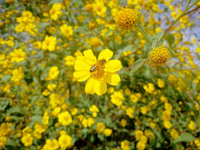 Florece planta 'tah', beneficio mielero y pesadilla de productores en Calkiní