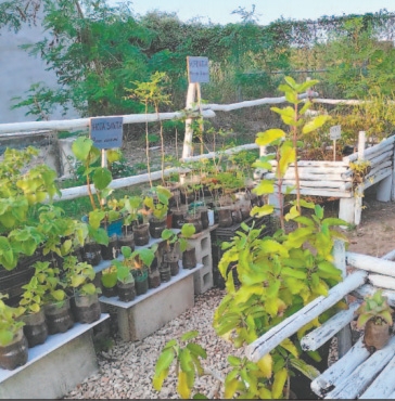 Con juegos, niños aprenden de herbolaria en Mérida Con juegos, niños aprenden de herbolaria en Mérida