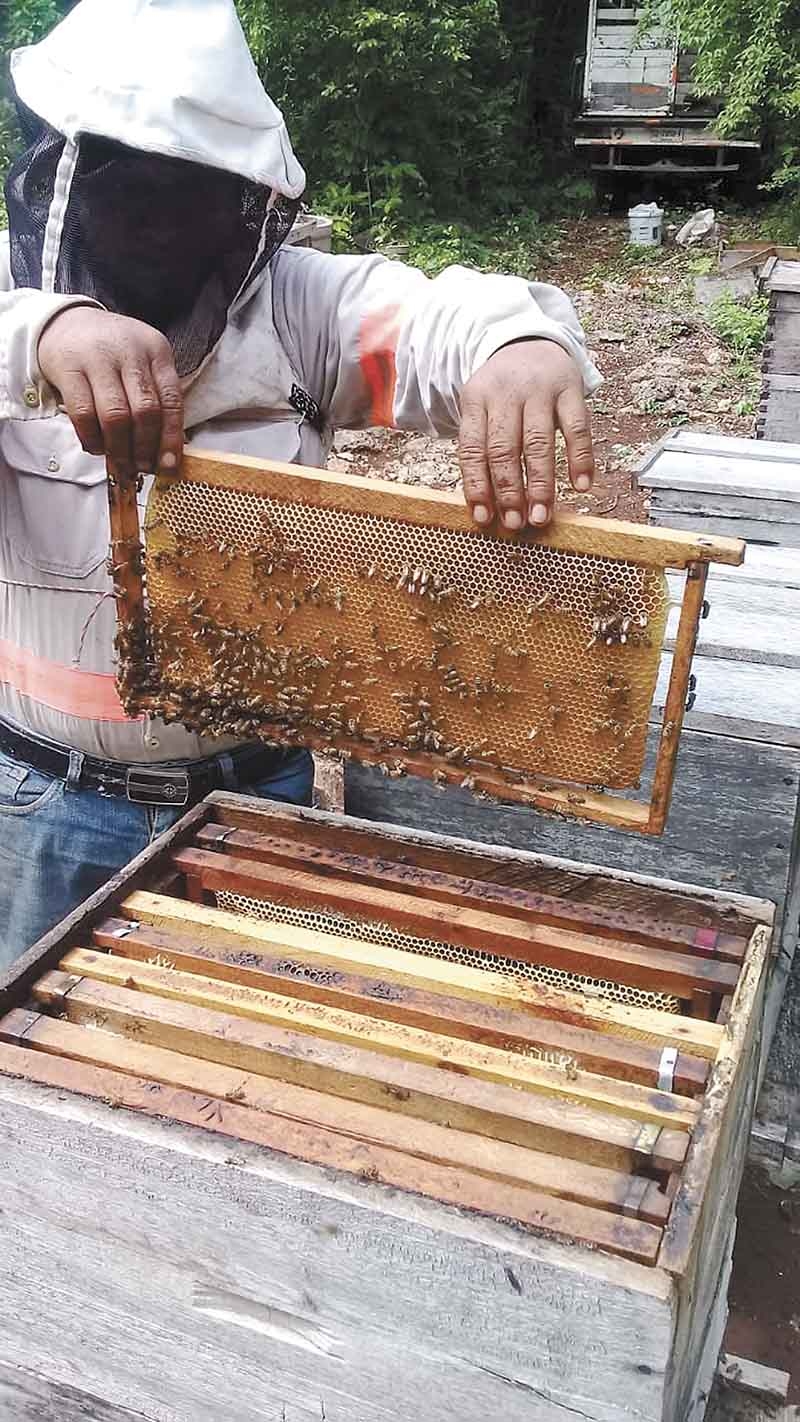 Producción de miel con lenta recuperación en Yucatán