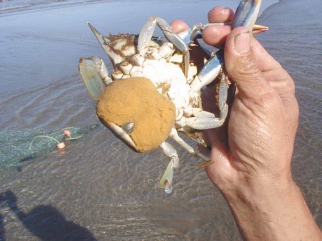 Empresarios de Alvarado, Veracruz, ocasionan la baja producción de la especie Empresarios de Alvarado, Veracruz, ocasionan la baja producción de la especie