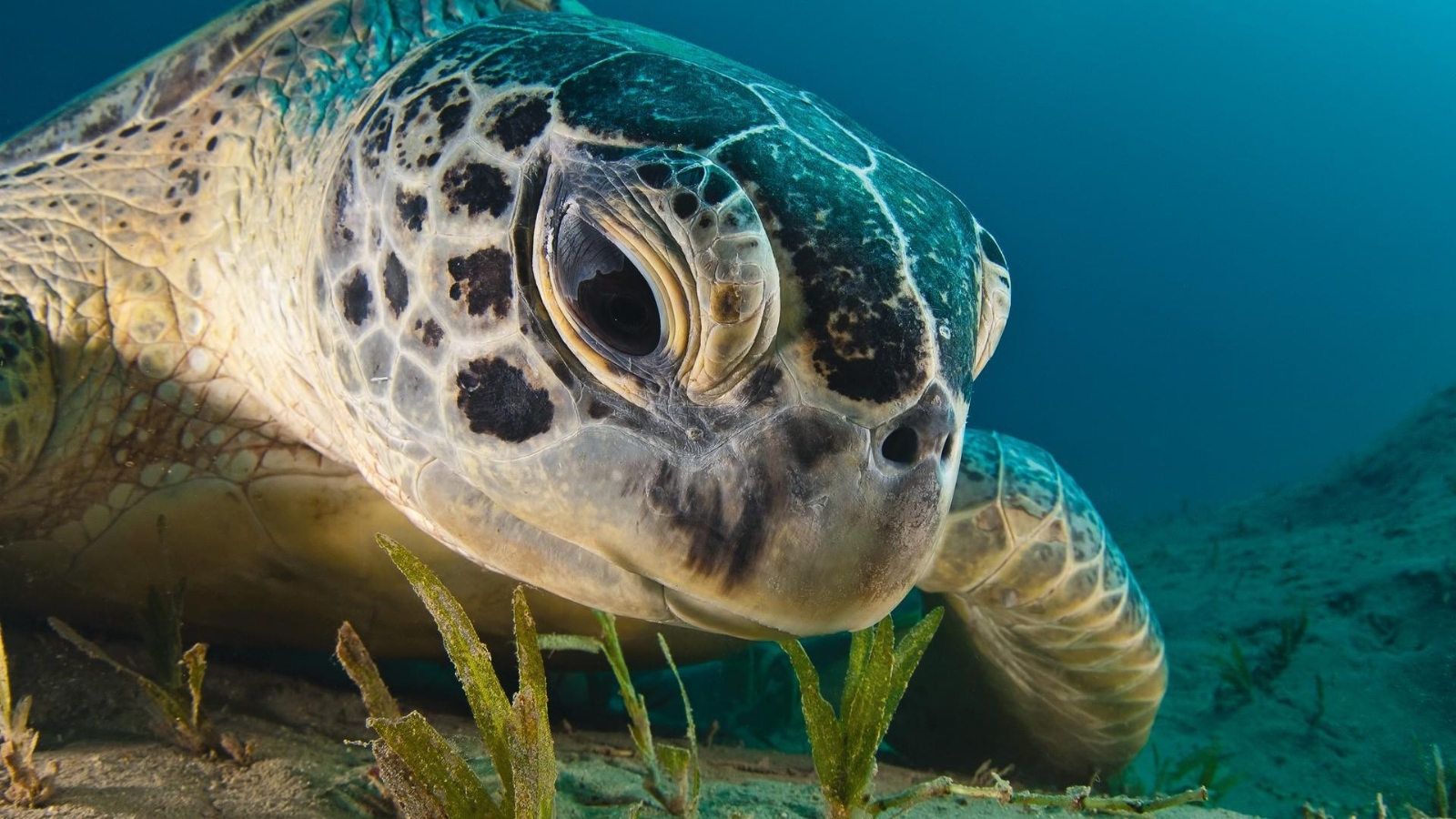 Son 4 las especies que arriban a Quintana Roo