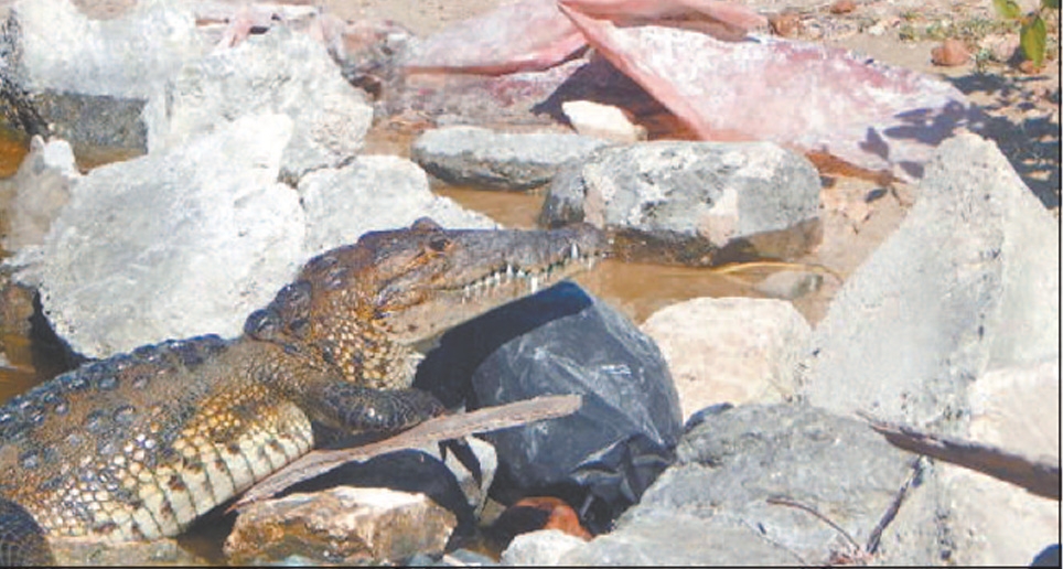 Hasta la fecha jamás se ha escuchado que estos reptiles ataquen o hagan daño a alguna persona Hasta la fecha jamás se ha escuchado que estos reptiles ataquen o hagan daño a alguna persona
