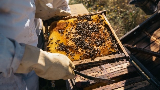 Buscan proteger a 12 mil 540 productores en Yucatán. Buscan proteger a 12 mil 540 productores en Yucatán.