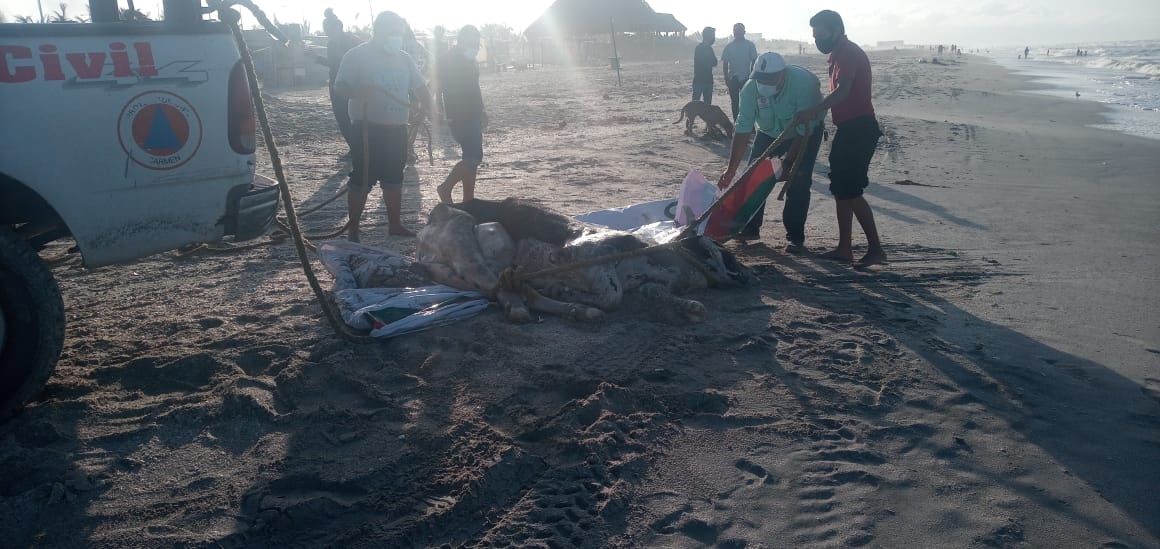 Aparece el cadáver de una vaca en las costas de Ciudad del Carmen