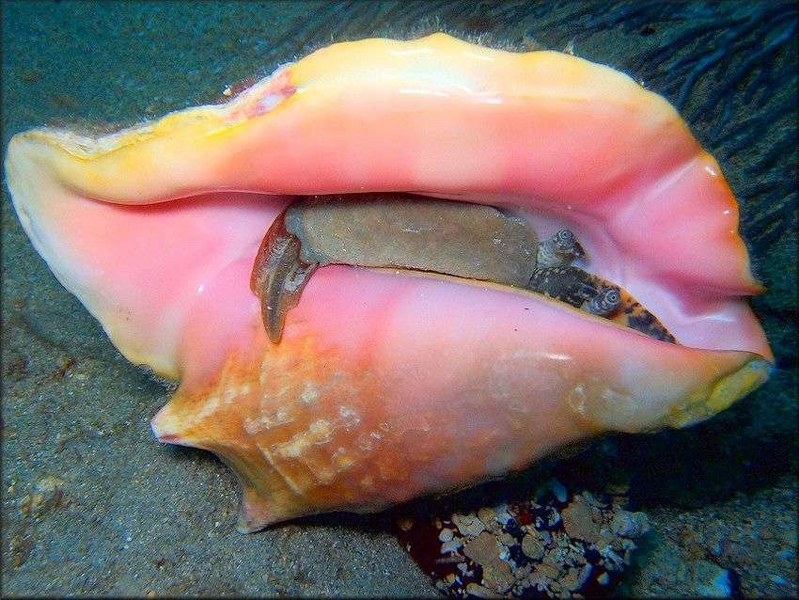 El caracol rosado es un molusco que vive en aguas del Mar Caribe El caracol rosado es un molusco que vive en aguas del Mar Caribe
