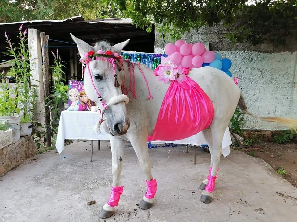 Entre globos, regalos y pastel, Camila celebró su baby shower y próximamente se sabrá el sexo del animalito Entre globos, regalos y pastel, Camila celebró su baby shower y próximamente se sabrá el sexo del animalito