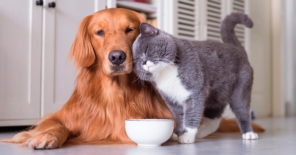 Los animales no podrán ser criados para venta