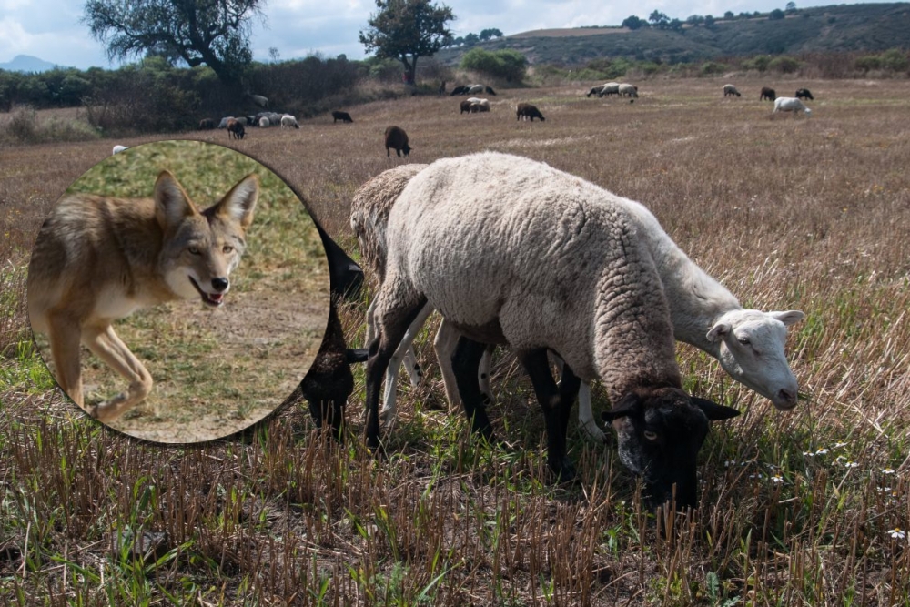 Cada borrego vale 2 mil 500 pesos y su depredación es pérdida económica para los productores del Sur de Quintana Roo Cada borrego vale 2 mil 500 pesos y su depredación es pérdida económica para los productores del Sur de Quintana Roo