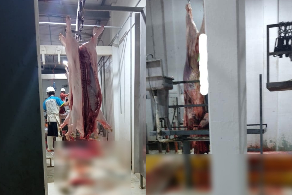 Compradores exponen que la carne del Rastro Municipal de Chetumal se pudre rápidamente y tiene malos olores Compradores exponen que la carne del Rastro Municipal de Chetumal se pudre rápidamente y tiene malos olores