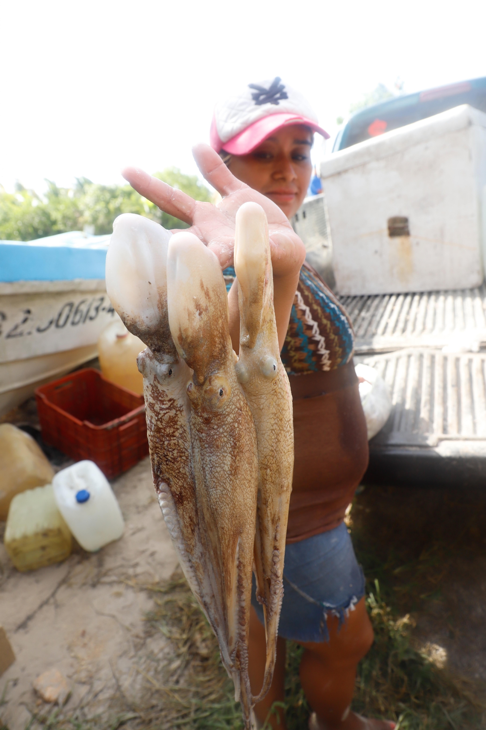 Captura de pulpo registra incremento del 36.4% en Yucatán: Canainpesca