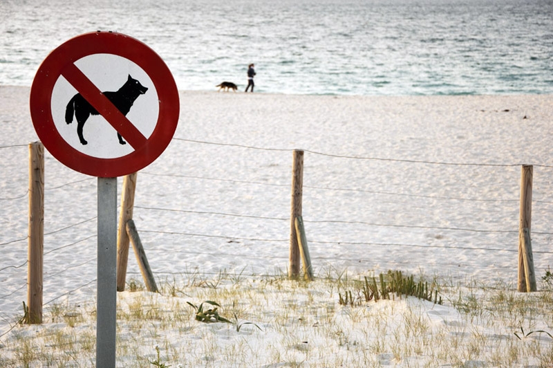 Segú Zofemat los perros no pueden entrar a la playa porque tienen una larva migratoria, la cual puede provocar enfermedades Segú Zofemat los perros no pueden entrar a la playa porque tienen una larva migratoria, la cual puede provocar enfermedades