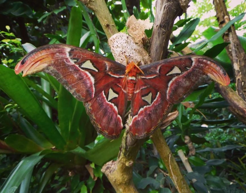 Este insecto también se la conoce como la mariposa serpiente Este insecto también se la conoce como la mariposa serpiente