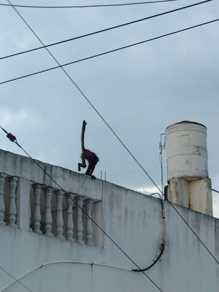 El mono araña será llevado al zoológico de Mérida El mono araña será llevado al zoológico de Mérida