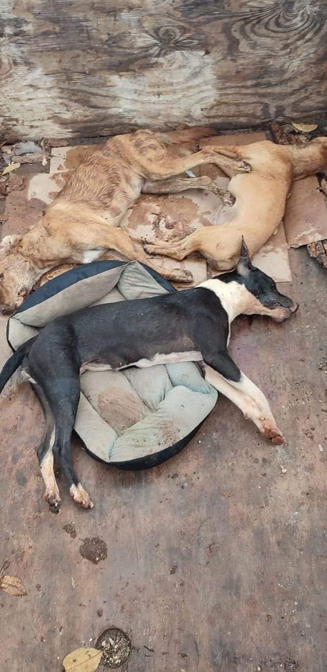 Una vecina señaló que el día de ayer se encontró a sus tres perros muertos por envenenamiento