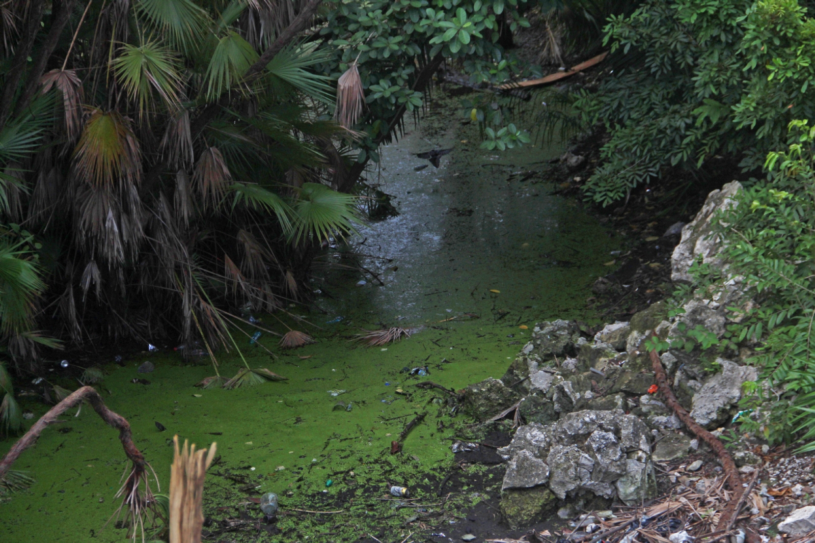 Los cenotes urbanos de Cancún son los más afectados por la contaminación, pues no hay quien vigile que no se arrojen desechos Los cenotes urbanos de Cancún son los más afectados por la contaminación, pues no hay quien vigile que no se arrojen desechos