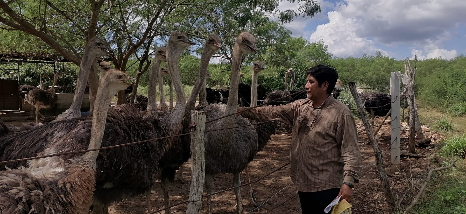 El productor comentó que se puede comercializar desde el pollo, las plumas y la carne del animal, con un valor de 350 pesos el kilo El productor comentó que se puede comercializar desde el pollo, las plumas y la carne del animal, con un valor de 350 pesos el kilo