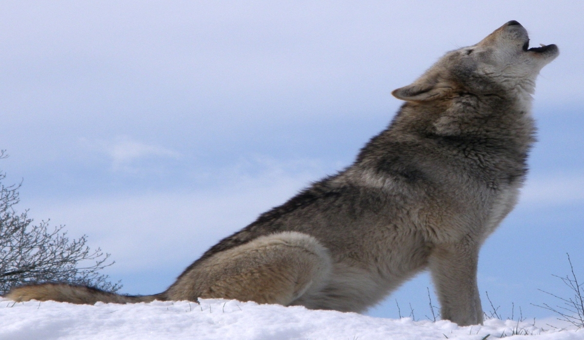 Un lobo gris mexicano se escapó del parque estatal Hermenegildo Galena, ubicado en el municipio de Tenancingo, Estado de México
