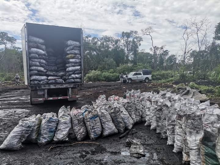 En el lugar se localizó un tracto camión acoplado a un semirremolque tipo caja cargado con mil 80 costales del recurso maderable En el lugar se localizó un tracto camión acoplado a un semirremolque tipo caja cargado con mil 80 costales del recurso maderable