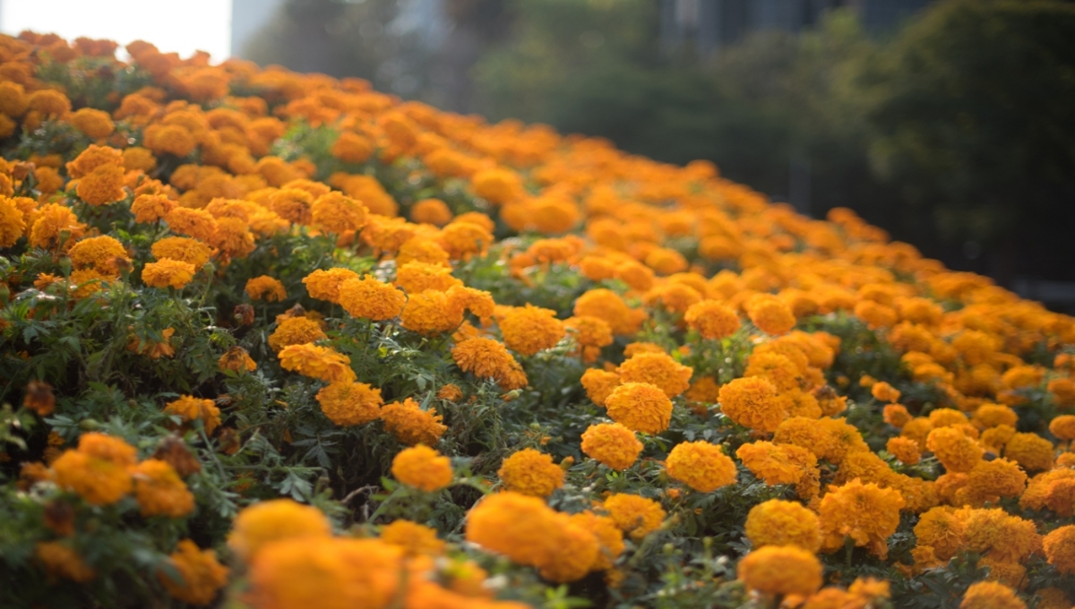 La flor de cempasúchil nunca debe faltar en un altar del Día de Muertos La flor de cempasúchil nunca debe faltar en un altar del Día de Muertos