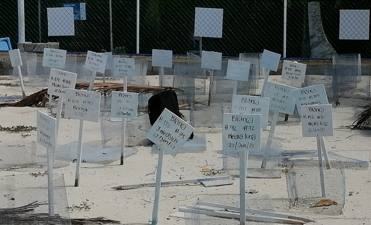 No se ha revisado la información en el paquete de entrega recepción de la Tortugranja No se ha revisado la información en el paquete de entrega recepción de la Tortugranja