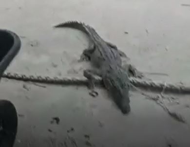 Lluvias provocan invasión de cocodrilos en viviendas de Banco Chinchorro Lluvias provocan invasión de cocodrilos en viviendas de Banco Chinchorro