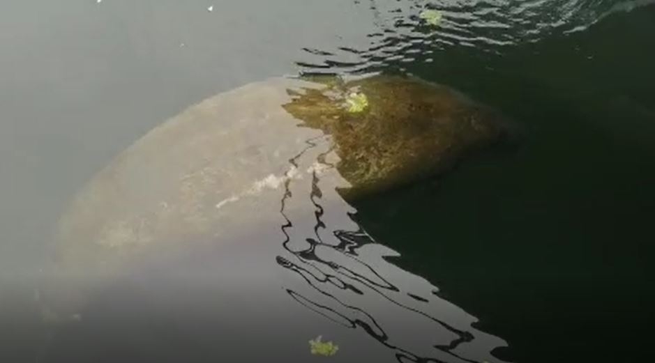 Hace un par de meses, cabe recordar, fue captado otro manatí en Puerto Aventuras Hace un par de meses, cabe recordar, fue captado otro manatí en Puerto Aventuras