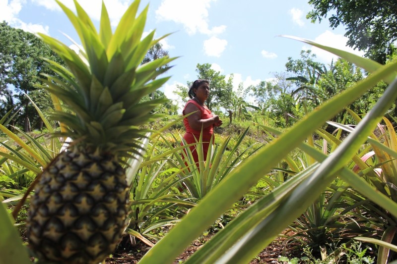 Quintana Roo pasó del puesto 23 en producción piñera en 2011 Quintana Roo pasó del puesto 23 en producción piñera en 2011