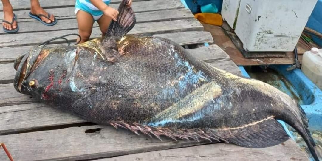 La cherna fue comprado a la familiar del pescador por 10 mil pesos