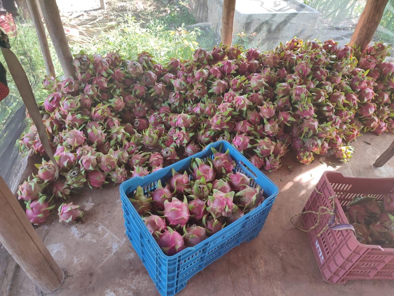 Una compañía dedicada a la elaboración de helados y jugos está en proceso de instalación