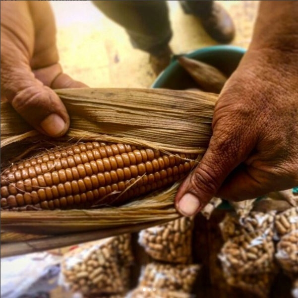 Pibil nal, el tradicional elote cocido bajo tierra de Yucatán