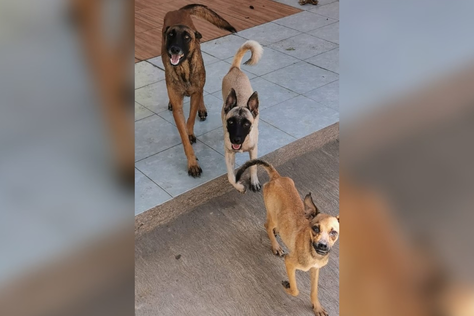 Uno de los perros que vivía en el mismo predio murió de hambre, por lo que buscan evitar el mismo destino para los demás animalitos Uno de los perros que vivía en el mismo predio murió de hambre, por lo que buscan evitar el mismo destino para los demás animalitos