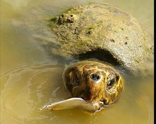 Termina temporada de anidación de tortugas en Yucatán con 189 nidos