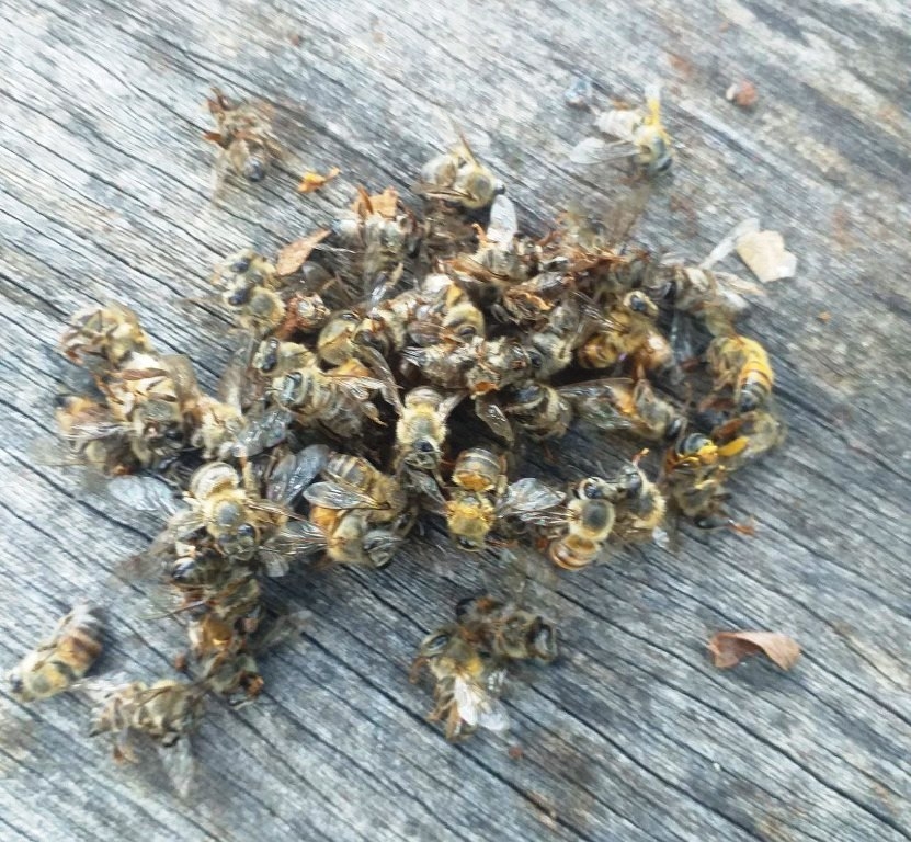 Las primeras muertes de abejas se dio el fin de semana en el apiario del señor Laureano Pech Esquivel Las primeras muertes de abejas se dio el fin de semana en el apiario del señor Laureano Pech Esquivel