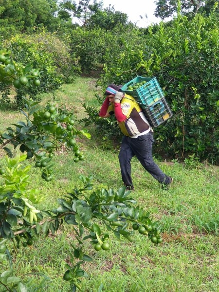 La sobreproducción provocó que el kilo del cítrico cueste 5 pesos La sobreproducción provocó que el kilo del cítrico cueste 5 pesos