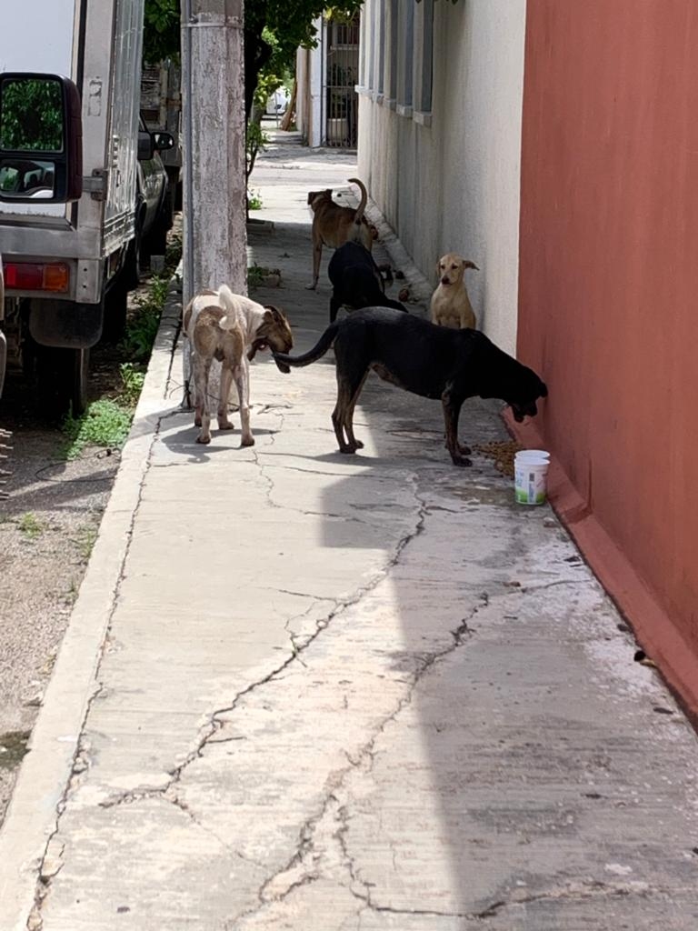 Rescatistas proponen al Ayuntamiento de Mérida la figura de animales comunitarios