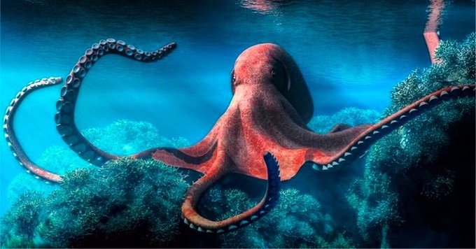 Los efectos del sobrecalentamiento de las aguas así como la pesca irresponsable suponen un riesgo para las poblaciones futuras de este animal