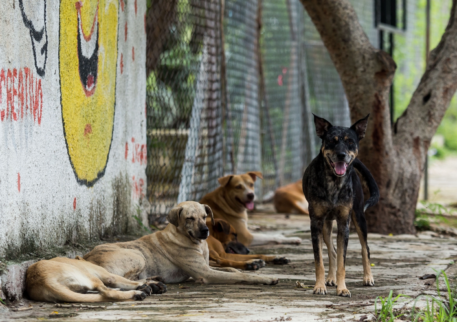 Los perros encontraron al recién nacido dentro de una bolsa de plástico