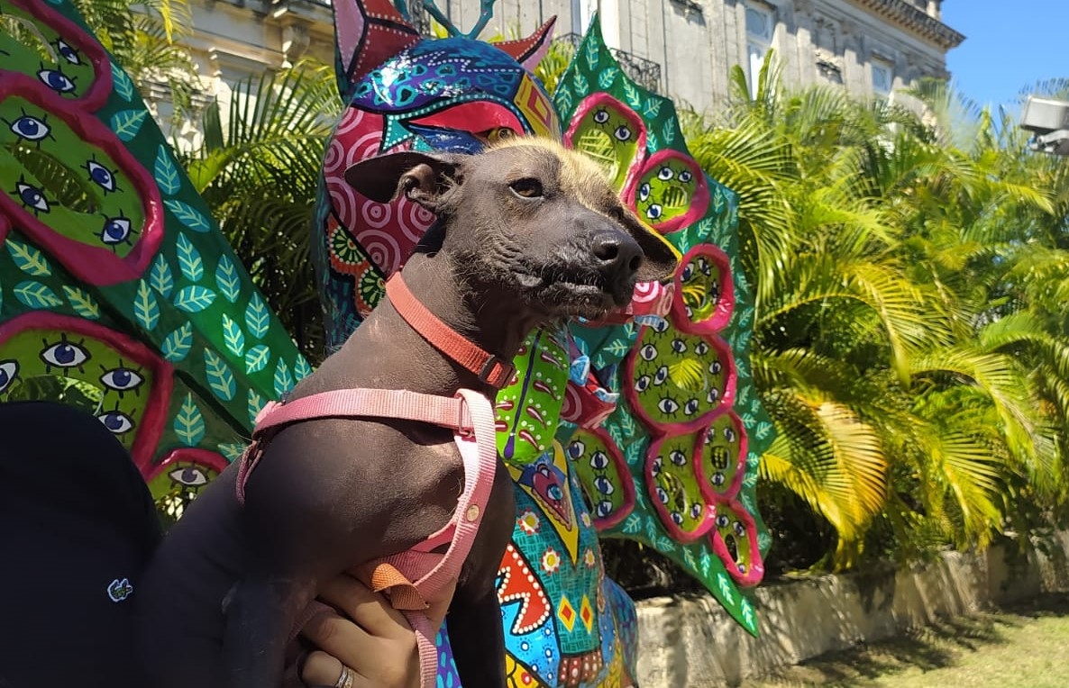 La antigua creencia indica que estos animales eran guardianes de los espíritus, que guiaban a las almas de los fallecidos por el Mictlán (la ciudad de los muertos La antigua creencia indica que estos animales eran guardianes de los espíritus, que guiaban a las almas de los fallecidos por el Mictlán (la ciudad de los muertos