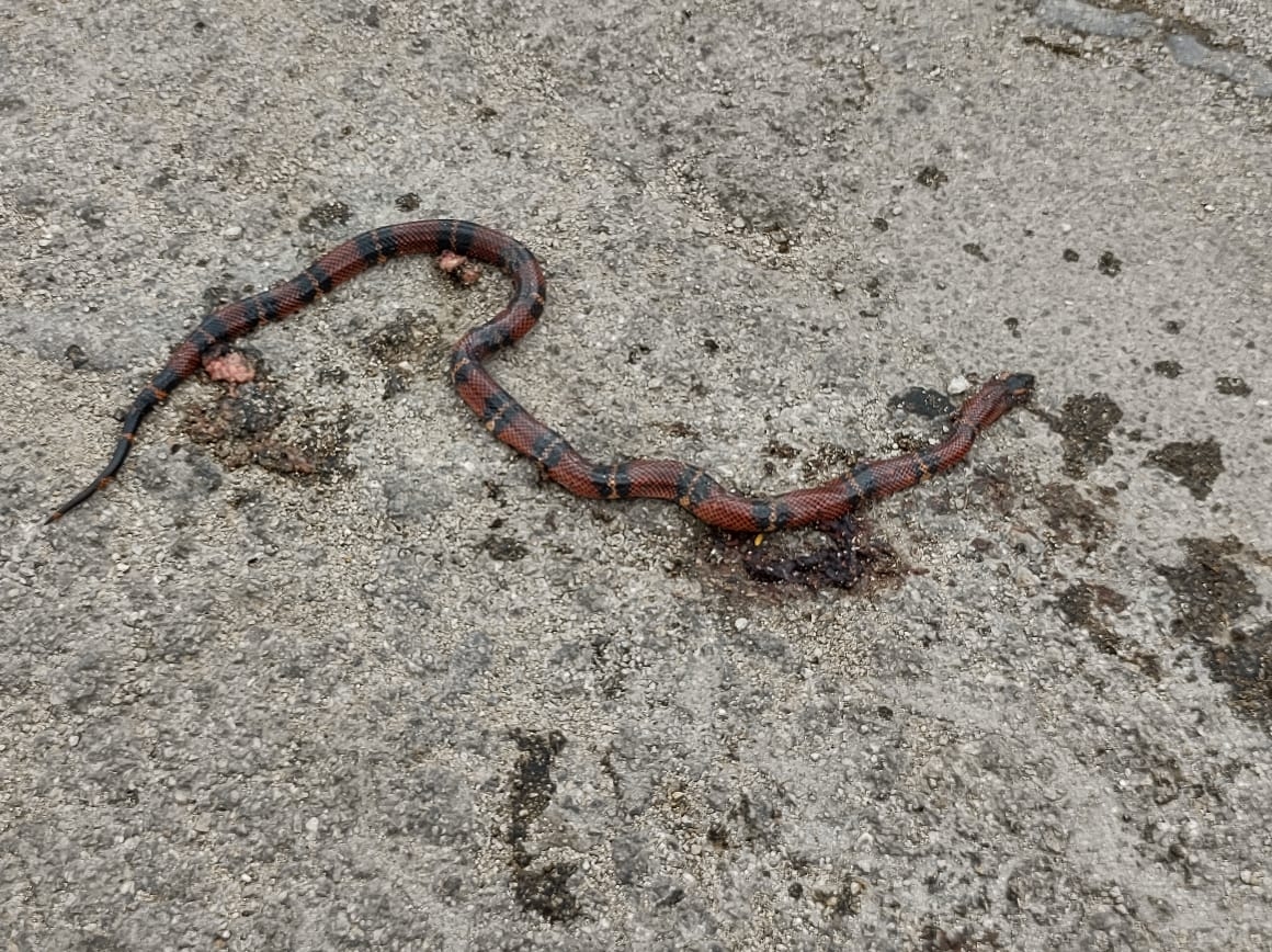 La especie abunda en zonas pedregosas. La especie abunda en zonas pedregosas.
