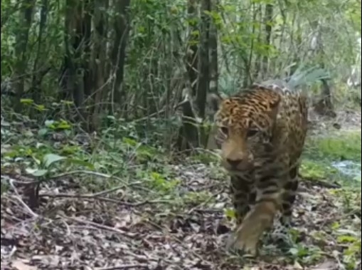 Captan a jaguar y otras especies protegidas en la Península de Yucatán: VIDEO