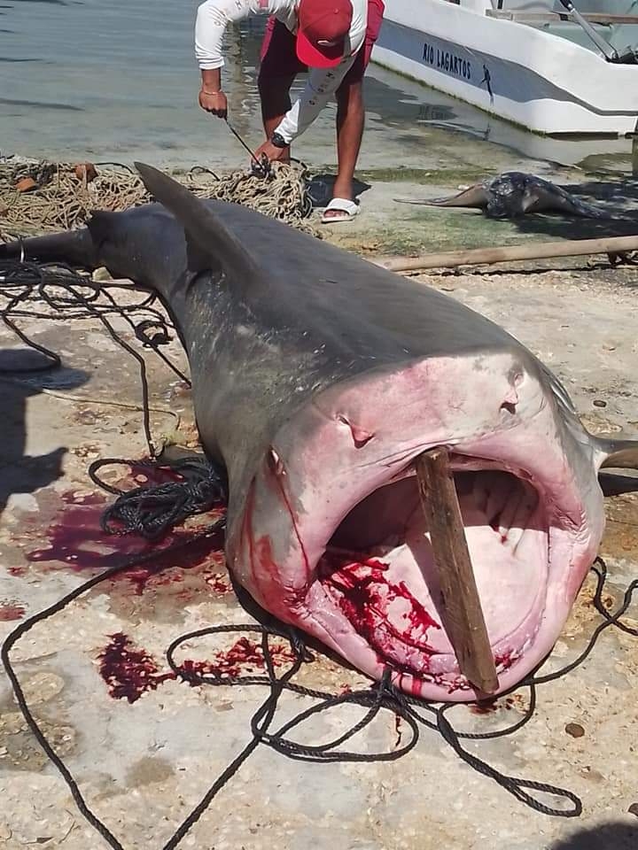 Pescadores capturan a tiburón de 400 kilos en Río Lagartos, Yucatán