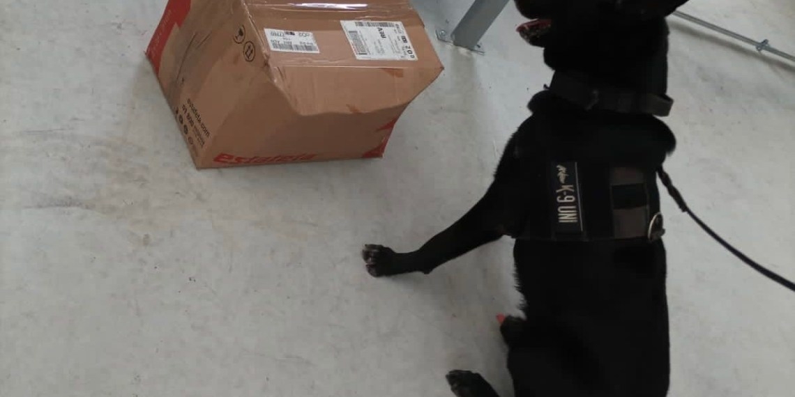 Perro policía encuentra cajas con varias dosis de droga en paquetería de Playa del Carmen